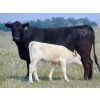 Image 10 : GW Murray Ranches - 480# October Delivery Heifer Calves - 115 Head (Tompkins, SK)