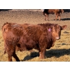 Image 5 : Rob Mossey - 925# March Delivery Steers - 67 Head (Vauxhall, AB)