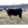 Image 2 : Clemitson Ranch - 700# November Delivery Steer Calves - 87 Head (Westwold, BC)