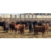 Image 6 : M.S. MacLean Livestock - 17 Black Angus Replacement Heifers (Coaldale, AB)