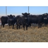 Image 11 : Brent & Tyler Stammers - 5 Black Cows 'K' Tags (Pen 715)