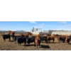 Image 4 : South Island Farms - 950# March Delivery Steers - 100 Head (Bow Island, AB)