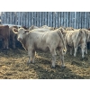 Image 2 : Brandt Boys Beef & Grain - 630# Oct/Nov Heifer Calves - 40 Head (Tolstoi, MB)