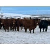 Image 1 : Turtleview Livestock - 740# January Delivery Steers - 79 Head (Goodlands, MB) VBP+