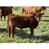 Image 4 : Grote Ranch - 550# October Delivery Steer Calves - 85 Head (Crestomere, AB)