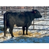Image 2 : Resch Ranch - 4 Fourth Calvers (Pen 443)