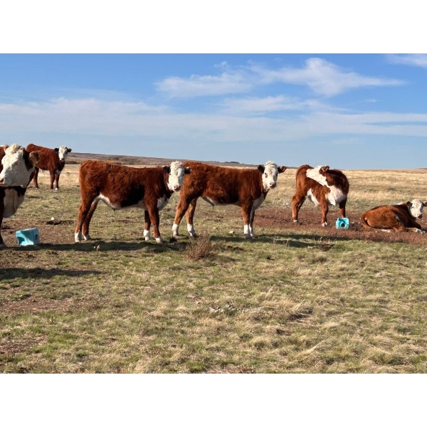 Monty & Corey Arendt - 555# October Delivery Steer Calves - 112 Head (Maple Creek, SK)