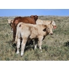 Image 9 : Johnston Ranches - 675# October Delivery Steer Calves - 90 Head (Cereal, AB)