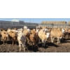 Image 6 : Amber Mountain Farms - 650# May Delivery Heifers - 57 Head (Vauxhall, AB)