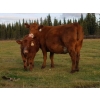 Image 6 : Out West Ranches Ltd. - 610# October Delivery Steer Calves - 100 Head (Williams Lake, BC)