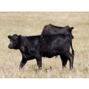 Image 4 : Bar 15 Ranch Ltd. - 520# October Delivery Heifer Calves - 20 Head (Claresholm, AB)