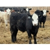 Image 7 : Justin Tateson - 925# March Delivery Steers - 68 Head (Scandia, AB)