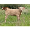 Image 2 : Oxbow Farms - 540# November Delivery Heifer Calves - 190 Head (Melita, MB)