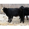 Image 10 : Raymore Farming Co. - 519# December Weaned Steers - 64 Head (Raymore, SK)