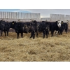 Image 6 : Ripple Rock Ranch - 845# January Delivery Weaned Heifers - 50 Head (Fincastle, AB)