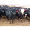 Image 5 : Little Rainbow Ranch - 690# March Delivery Steers - 176 Head (Moosomin, SK)