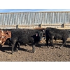 Image 6 : Brian Perillat - 760# March Delivery Steers - 70 Head (Olds, AB)