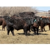 Image 2 : VR Livestock - 700# May Delivery Steers - 79 Head (Tessier, SK)