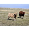 Image 2 : Logan Ranching - 625# November Delivery Heifer Calves - 85 Head (Oyen, AB)