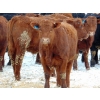 Image 13 : Justin & Kryston Tateson - 900# March Delivery Weaned Steers - 200 Head (Scandia, AB)