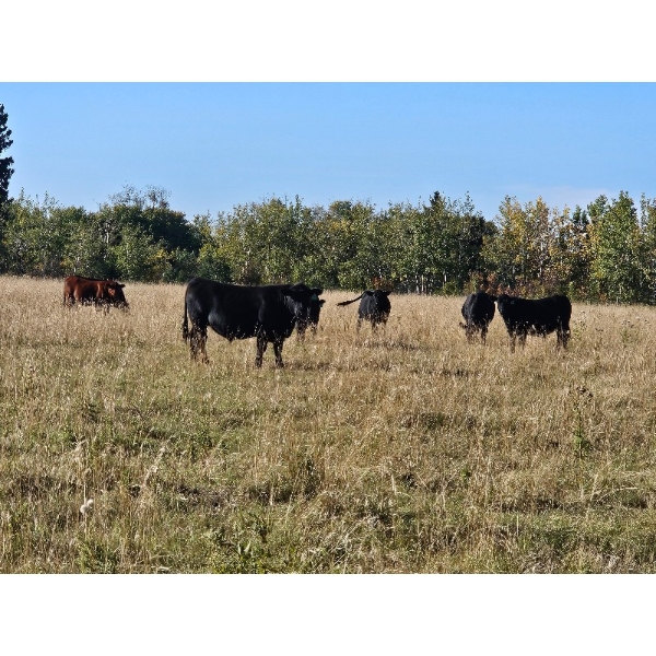 Lazy S Four Ranches - 975# September Delivery Grass Steers - 64 Head (Donalda, AB)