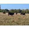 Image 1 : Lazy S Four Ranches - 975# September Delivery Grass Steers - 64 Head (Donalda, AB)