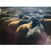 Image 1 : Wayhome Ranch - 610# November Delivery Steer Calves - 180 Head (Kamloops, BC)