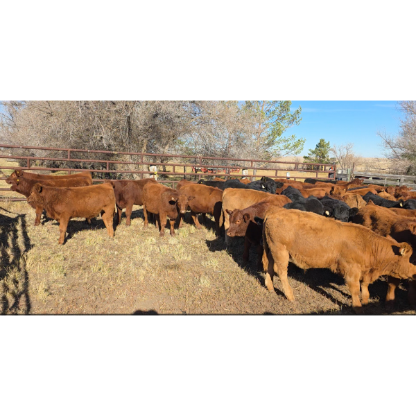FA7 Ranch - 630# October Delivery Steer Calves - 100 Head (Piapot, SK)