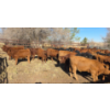 Image 1 : FA7 Ranch - 630# October Delivery Steer Calves - 100 Head (Piapot, SK)