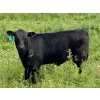 Image 4 : 9X Enterprises - 530# October Delivery Heifer Calves - 65 Head (Patricia, AB)