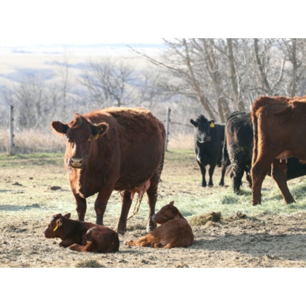 Black Powder Cattle Company - 35 May Delivery Pairs (Oxbow, SK)