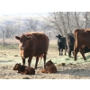 Image 1 : Black Powder Cattle Company - 35 May Delivery Pairs (Oxbow, SK)