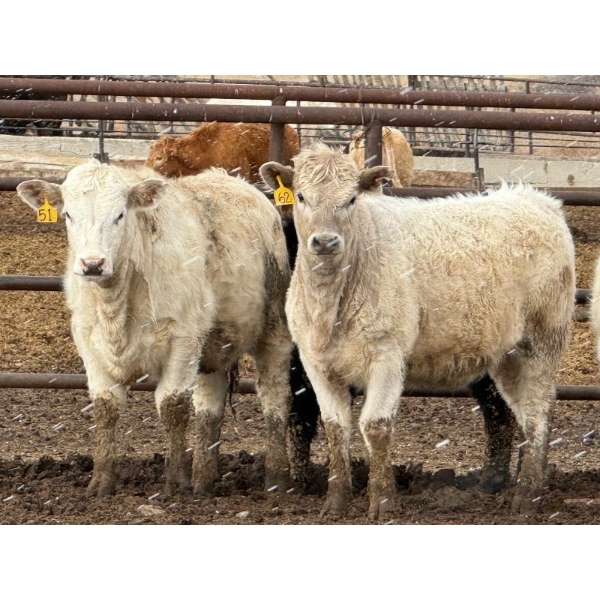 JG Larson Livestock (V-V) - 800# April Delivery Heifers - 74 Head (Jenner, AB) VBP+