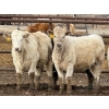 Image 1 : JG Larson Livestock (V-V) - 800# April Delivery Heifers - 74 Head (Jenner, AB) VBP+