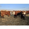 Image 2 : C.O. Johnson & Sons Ranches  - 890# March Delivery Steers - 101 Head (Scandia, AB) VBP+
