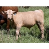 Image 3 : Patton Ranches Ltd. - 675# October Delivery Steer Calves - 90 Head (Maycroft, AB)