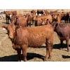 Image 5 : PSV Farms Ltd. - 880# May Delivery Heifers - 35 Head (Enchant, AB)
