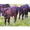 Image 5 : Murphy Farming Co. Inc. - 700# November Delivery Steer Calves - 85 Head (Calmar, AB)