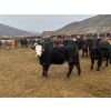 Image 6 : John & Kate Anderson - 930# March/April Delivery Steers - 65 Head (Ashcroft, BC)