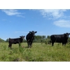 Image 4 : Ernest Wiebe - 40 1st & 2nd Calf Simm-Angus Pairs (Rose Prairie, BC)