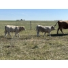 Image 13 : Bar 33 Ranch - 540# November Heifer Calves - 80 Head (Strathmore, AB)
