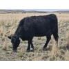 Image 11 : Rolling N Ranches (Nolan & Amanda Osadczuk) - 80 Heifer Pairs