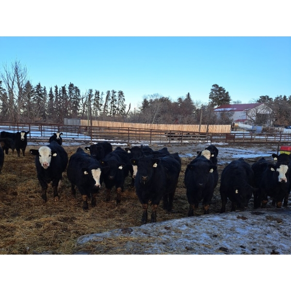 Four Harts Cattle Co. - 975# March Delivery Steers - 65 Head (Vermilion, AB)