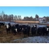 Image 1 : Four Harts Cattle Co. - 975# March Delivery Steers - 65 Head (Vermilion, AB)