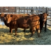 Image 3 : 6S Family Farm - 5 Third & Fourth Calvers (Pen 437)