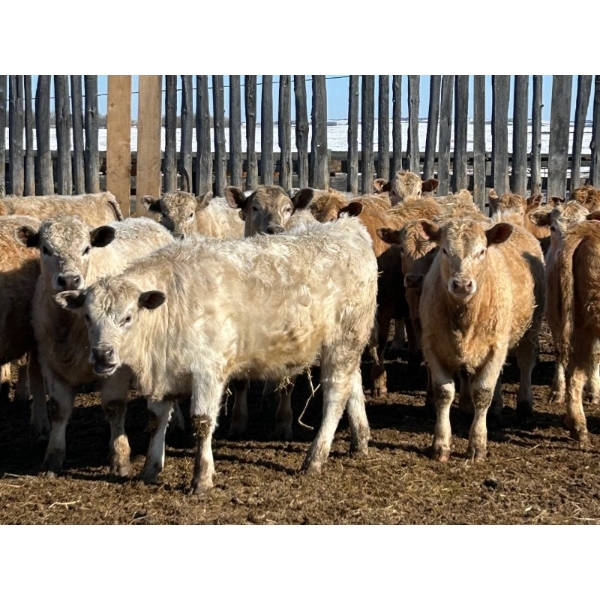 Selte Farms (1985) Ltd. - 800# Steers - 75 Head (Vermilion, AB)