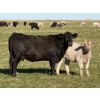 Image 3 : GW Murray Ranches - 575# November Delivery Heifer Calves - 80 Head (Rolling Hills, AB)