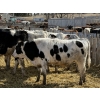 Image 6 : CS Livestock - 750# Holstein Steers - 18 Head (Rimbey, AB)