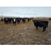 Image 8 : Ripple Rock Ranch - 820# January Delivery Steers - 260 Head (Fincastle, AB)