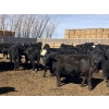 Image 3 : Jarokosky Farms - 800# March/April Delivery Heifers - 40 Head (Lethbridge, AB)